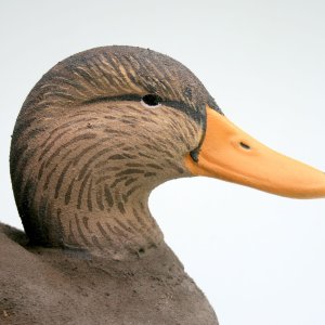 sm HOMER Black Duck Drake closeup 1.JPG