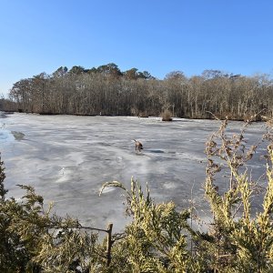 Molly retrieve At Big Blind 1  27 25.jpg