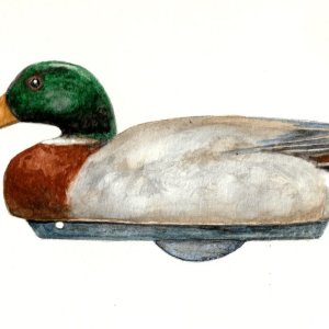 sm Wildfowlers Superior Mallard Drake - Watercolor FINAL RF.jpg