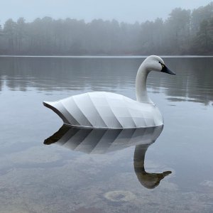 Swan B floating 2.jpg