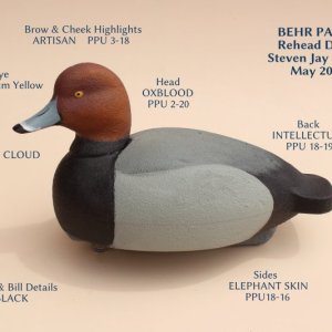 Redhead Drake.jpg
