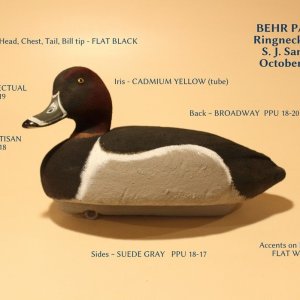 Ringneck Drake.JPG