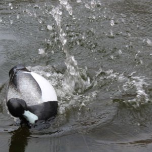 sm Keels - Broadbill tossed.JPG