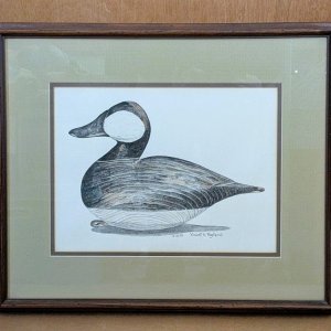 Dudley Ruddy Duck decoy watercolor 1.jpg