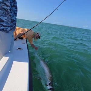tarpon2.jpeg