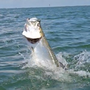 tarpon3.jpeg