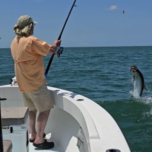 tarpon4.jpeg