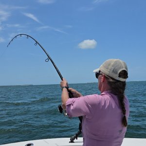 tarpon8.jpg