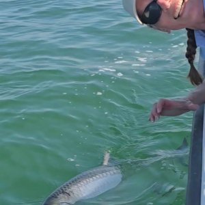 tarpon10.jpg