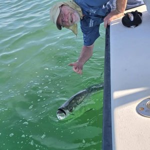 tarpon11.jpg