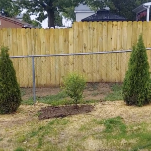Cherry Tree.png