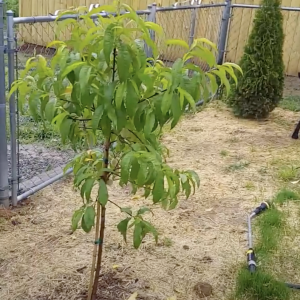 Peach Tree.png