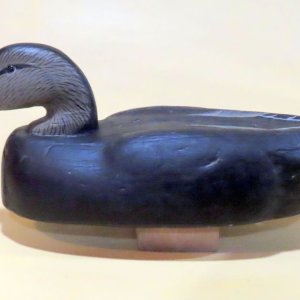 sm m Herters Model Canada Black Duck - BEST.JPG