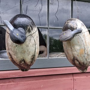 sm o Model Canada Bluebill Pair - hanging to dry CLOSER.jpg