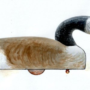 sm Herters Model Canada Goose Feeder RF SJS Watercolor.jpg