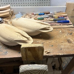 Pintail 1.jpg