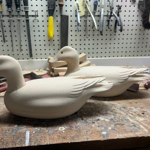 Pintail 3.jpg