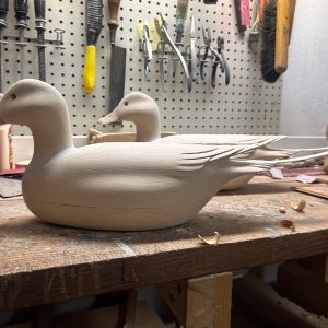 Pintail 5.jpg