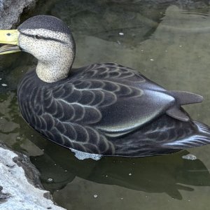 IMG_4994.jpg