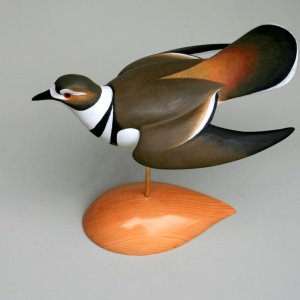 sm WS Killdeer 2014 - Dill.jpg