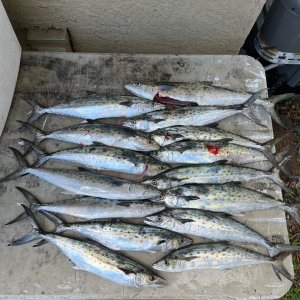 IMG_3240.jpeg