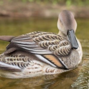 New_Pintails-29.jpg.jpeg