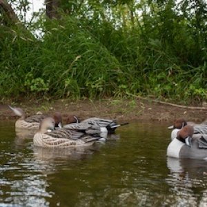 New_Pintails-46.jpg.jpeg