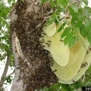 Honey Bee hive in tree.jpg