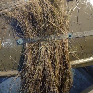 6 sm Wrangler 11 - Thatch in webbing - Copy.jpg
