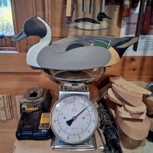 Sanford Pintail on scale - BEST.jpg