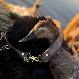 IMG_5645.jpeg