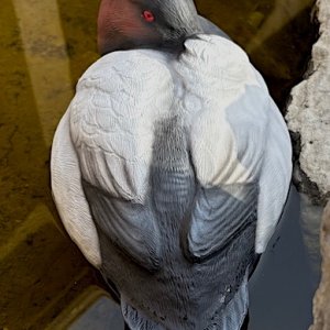 IMG_5245.jpg