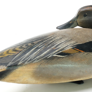 Pintail 2.png