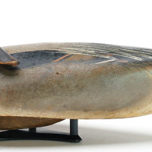 Pintail.png