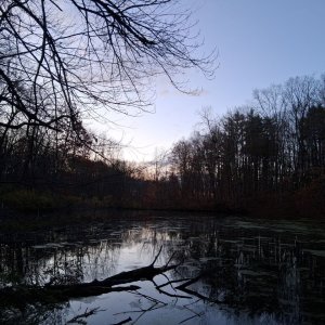 Home Pond and dike.jpg