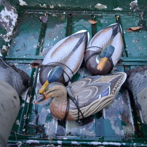 3 Wildfowlers twixt my boots.jpg