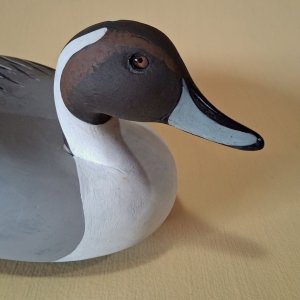 5 sm Wildfowler Pintail - Tierney DONE - head closeup.jpg