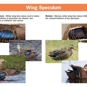 mottled-mallard-hybrid-field-guide.pdf_Page_2.jpg