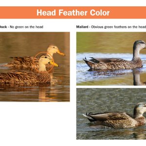 mottled-mallard-hybrid-field-guide.pdf_Page_3.jpg