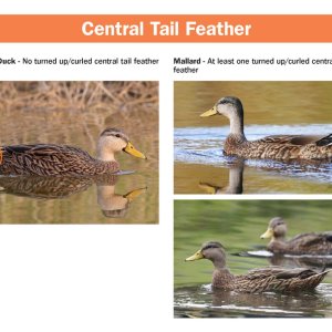 mottled-mallard-hybrid-field-guide.pdf_Page_4.jpg