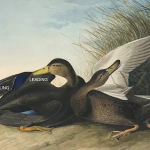 Audubon Black Duck with TEXT.webp