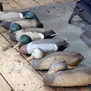 sm Brian Garman Mallards BEFORE.JPG