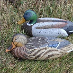Wave Rider Mallard pair.JPG