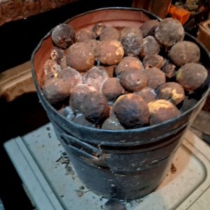 3 sm Walnuts in bucket 1.jpg