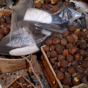 4 sm Walnuts and decoys 1.jpg