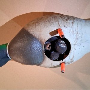 5 sm Mallard with Walnuts A.jpg