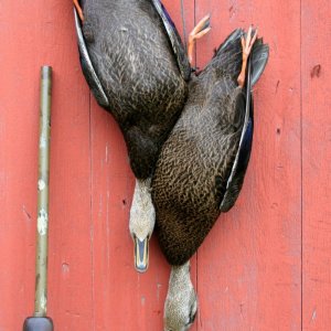 sm Father and Son - Model 50.jpg