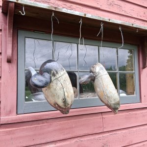 sm Model Canada Bluebill Pair - hanging to dry.jpg