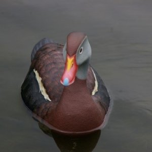 SSTree ducks 007.jpg