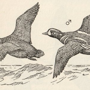 Harlequins in flight - dwg Poole.jpg